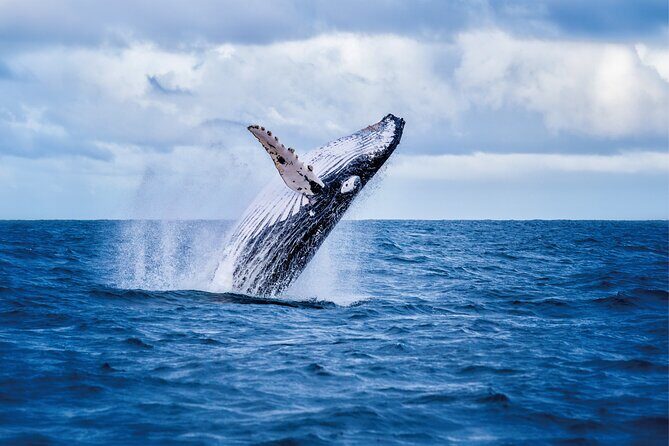 Whale & Dolphin Watching, Turtle Snorkeling - Key highlights to know before you go