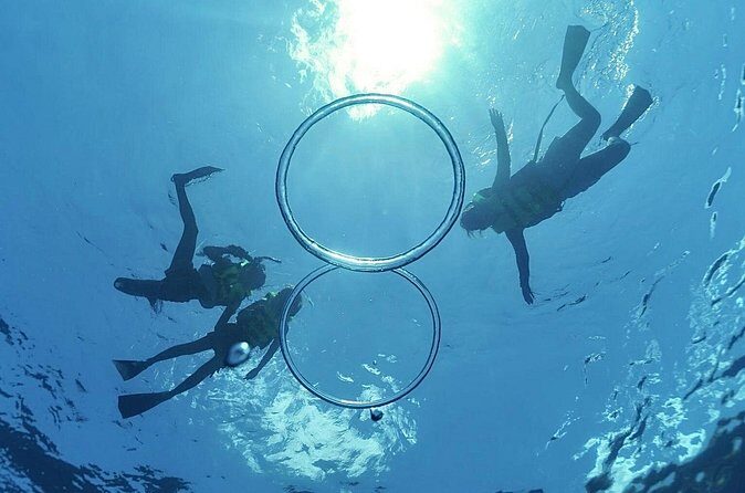 Whale & Dolphin Watching, Turtle Snorkeling - Whale and dolphin searching: how your viewing game plan works