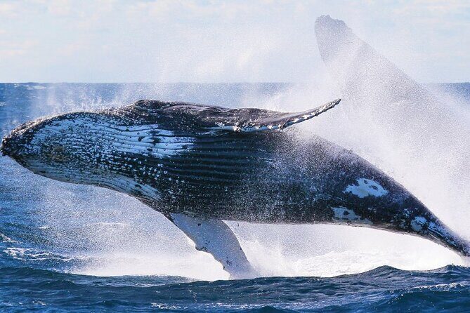 Whale Watching and Sunrise Breakfast Cruise in Honolulu - Who This Cruise Is Best For (and Who Should Rethink It)