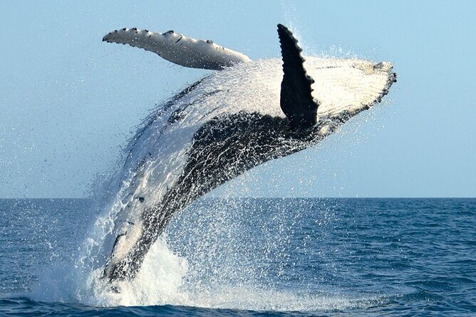 Whale Watching and Sunrise Breakfast Cruise in Honolulu - Breakfast Onboard: Fuel, Drinks, and the Real Value of “Included”