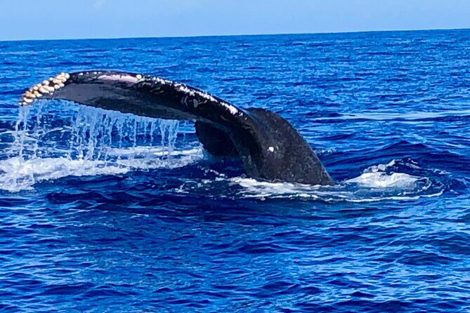 Whale Watching Cruise in Honolulu - How the crew improves your odds of seeing humpbacks