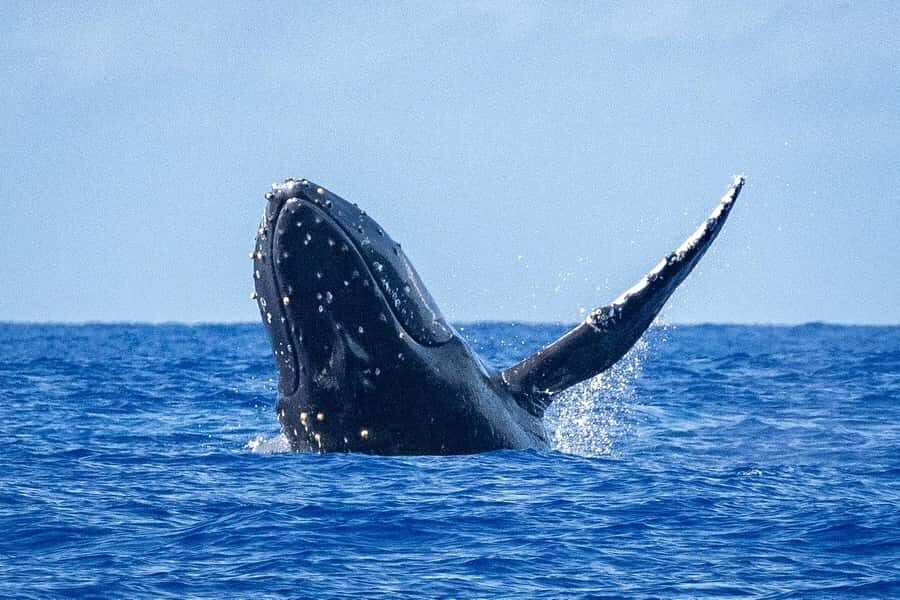 Whale Watching Cruise in Waikiki Oahu - SEE THE HUMPBACKS! - Whale Watching in Waikiki: What This 150-Minute Cruise Is Really About