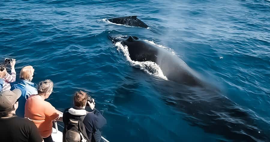 Whale Watching Cruise in Waikiki Oahu - SEE THE HUMPBACKS! - Finding the Boat: Kewalo Basin Check-In on Slip F-16