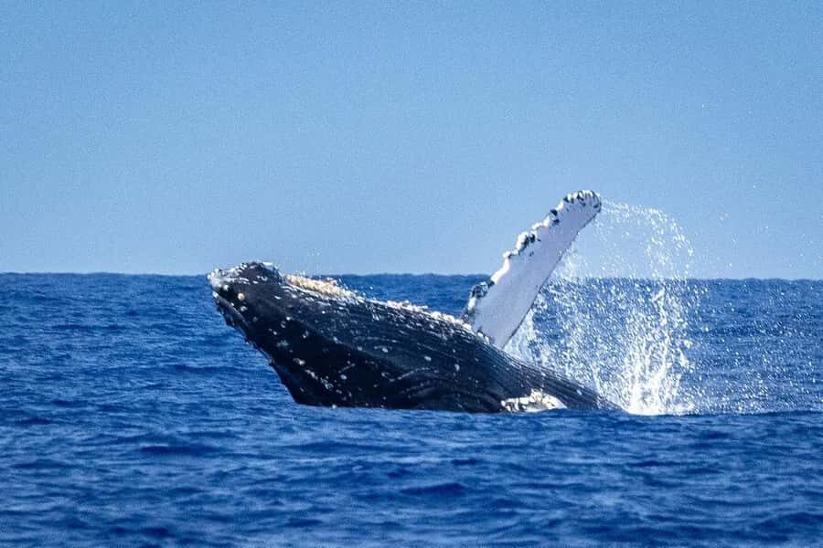 Whale Watching Cruise in Waikiki Oahu - SEE THE HUMPBACKS! - On Board Island Princess: Snacks, Water, Hot Drinks, and Alcohol Rules
