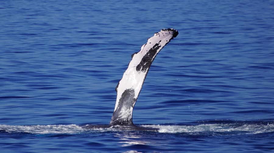 Whale Watching Cruise in Waikiki Oahu - SEE THE HUMPBACKS! - The Whale-Watching Moment: What You Should Watch For