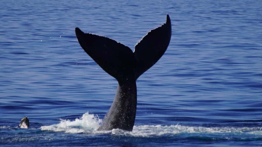 Whale Watching Cruise in Waikiki Oahu - SEE THE HUMPBACKS! - Waikiki Views From the Water: Photos You Can Actually Use