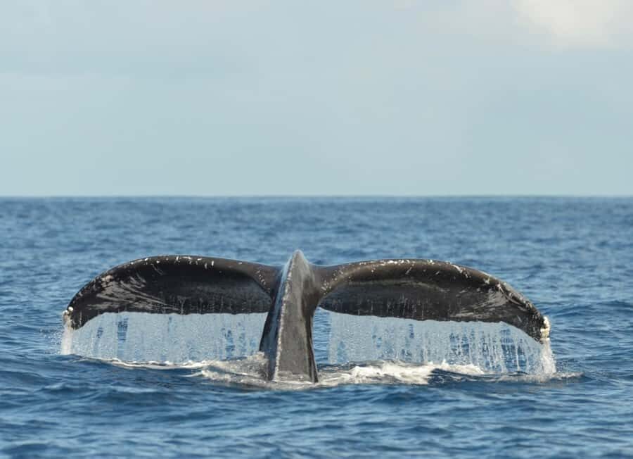 Whale Watching Cruise in Waikiki Oahu - SEE THE HUMPBACKS! - Price and Value: Is $80 Worth It?