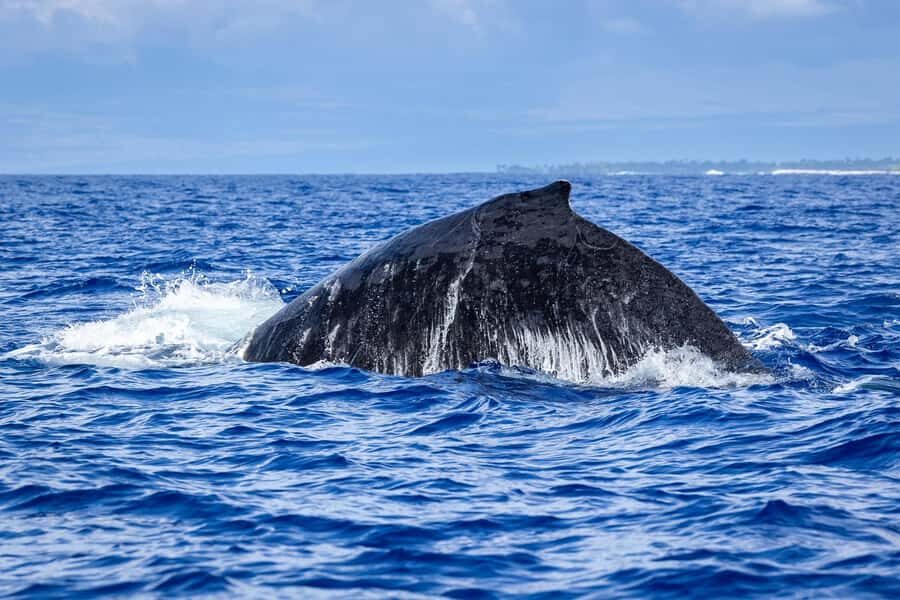 Whale Watching Cruise in Waikiki Oahu - SEE THE HUMPBACKS! - Packing Tips That Actually Help (Hat, Jacket, and Motion)