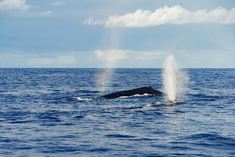 Whale Watching Cruise in Waikiki Oahu - SEE THE HUMPBACKS! - Morning or Sunset Cruises: Picking the Right Light for Your Trip