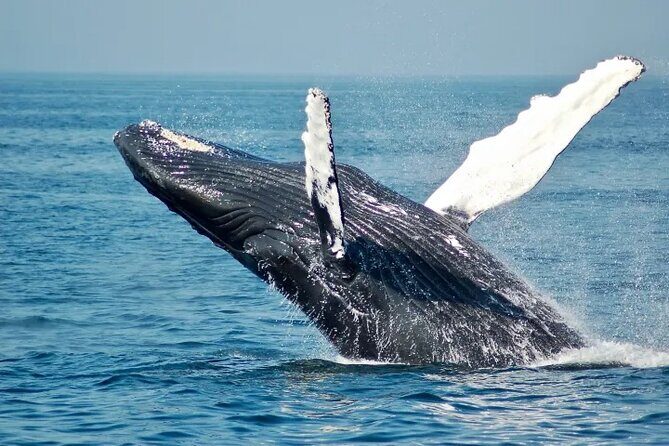 Whale Watching Sail in Honolulu with Open Bar - Key highlights to look for