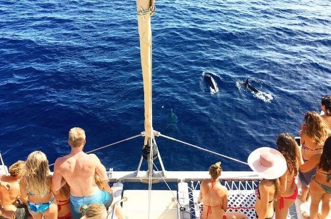 Whale Watching Sail in Honolulu with Open Bar - Who This Sail Fits Best (and Who Should Think Twice)