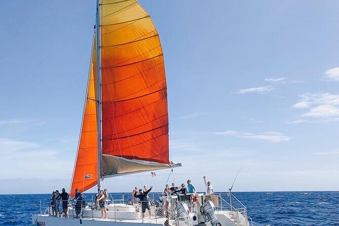 Whale Watching Sail in Honolulu with Open Bar - What You’ll Actually See: Humpbacks, Dolphins, Sea Turtles, and More